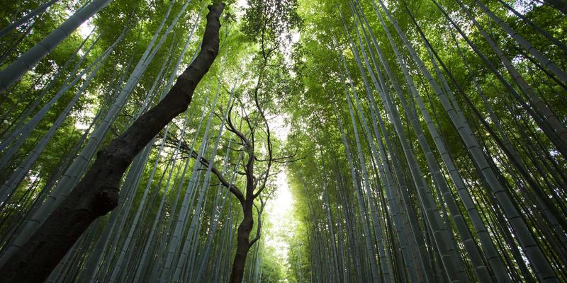 分布式锁与企业管理：数字化转型的关键一环